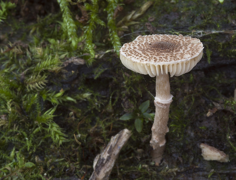 Lepiota pseudolilacea